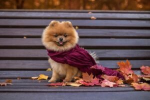 Você já tem uma Pashmina?