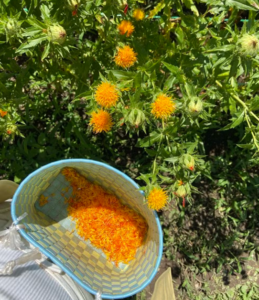 Safflower