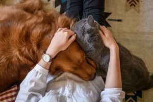 O amor dos Pets nos salva